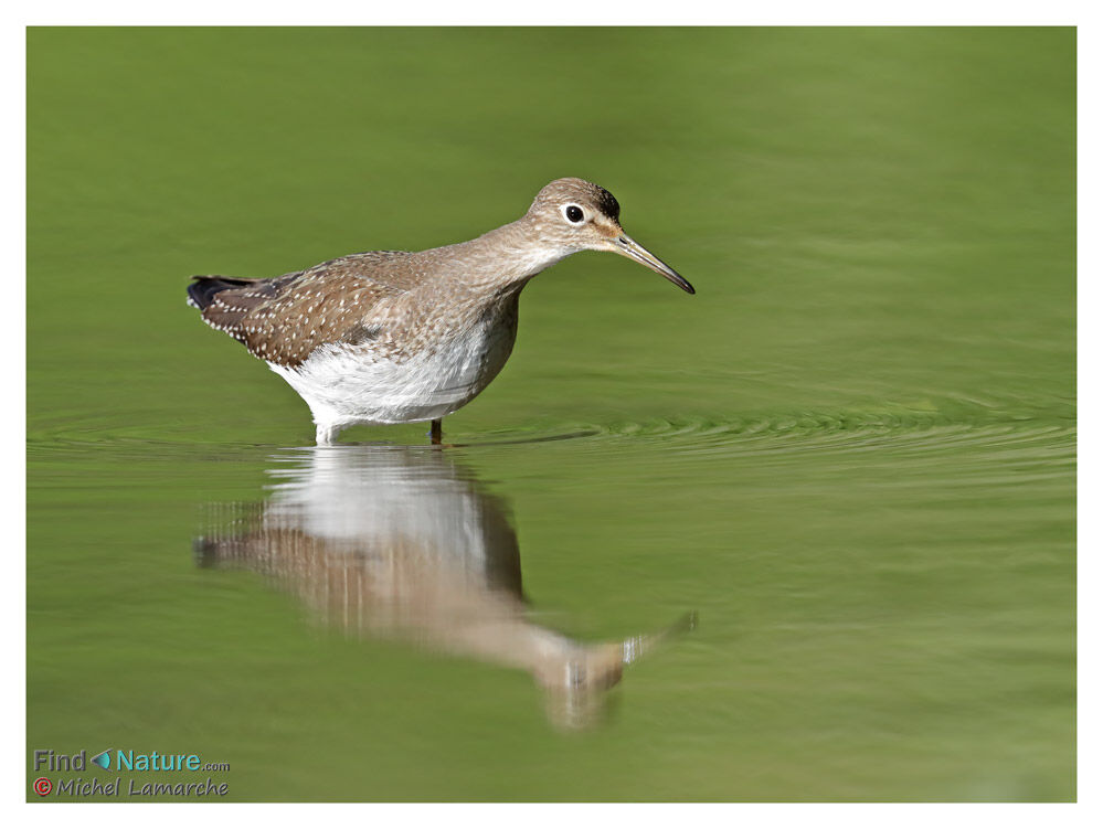 Solitary Sandpiper