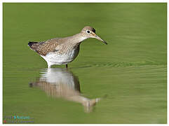 Solitary Sandpiper