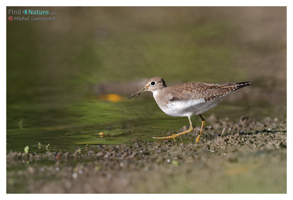 Solitary Sandpiper