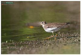 Solitary Sandpiper