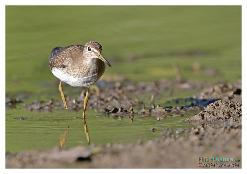 Solitary Sandpiper