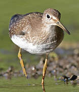 Solitary Sandpiper