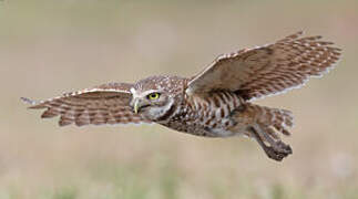 Burrowing Owl