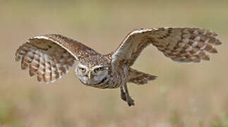 Burrowing Owl