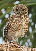 Burrowing Owl