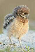 Burrowing Owl