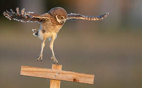 Burrowing Owl