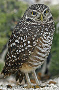 Burrowing Owl