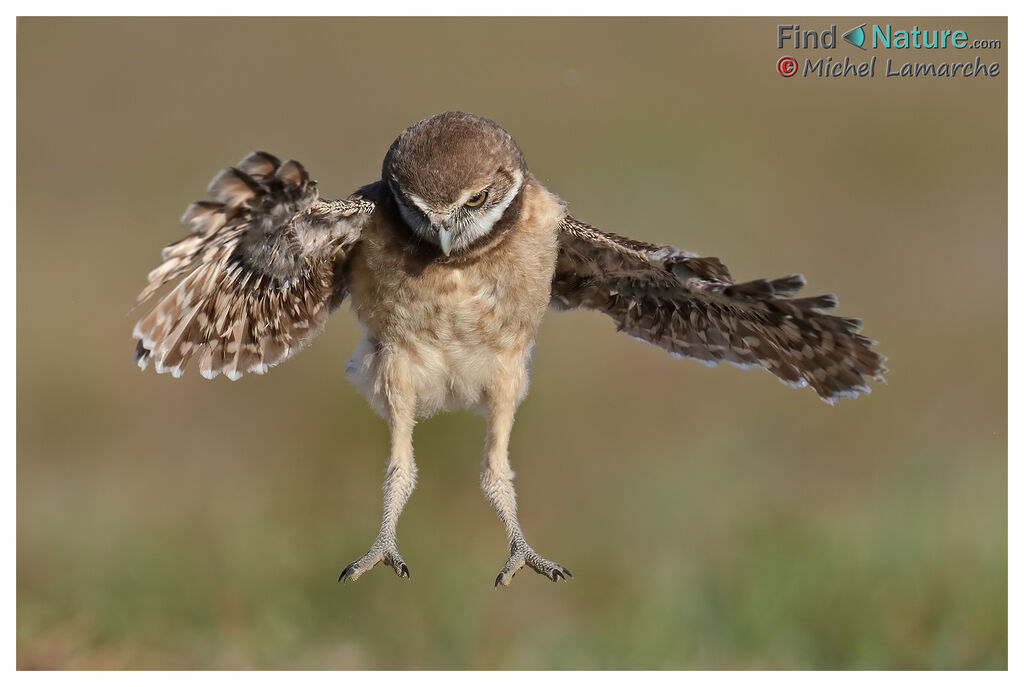 Burrowing Owljuvenile, Flight