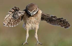 Burrowing Owl