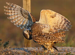 Burrowing Owl