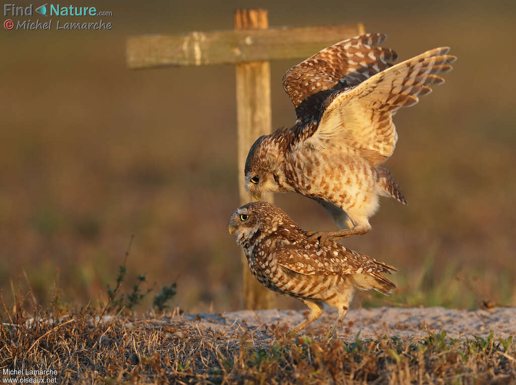 Burrowing Owladult, mating.