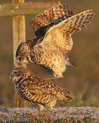 Burrowing Owl