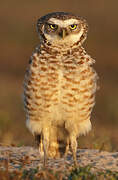 Burrowing Owl