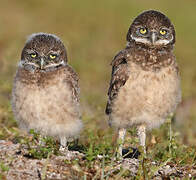 Burrowing Owl