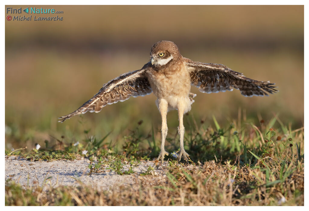 Burrowing Owljuvenile, Flight