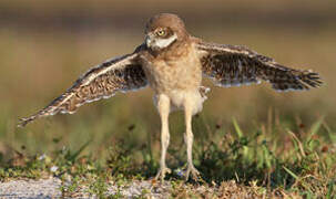 Burrowing Owl