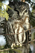 Boreal Owl