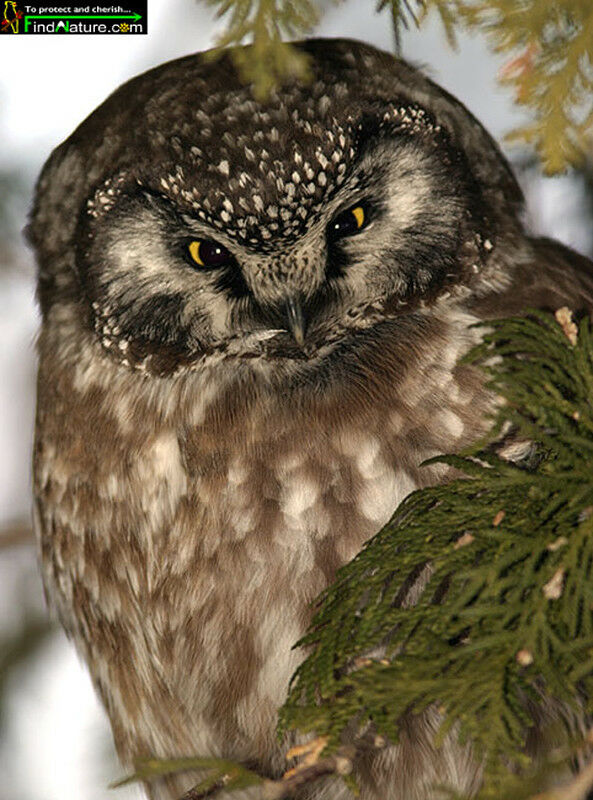 Boreal Owl