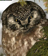 Boreal Owl