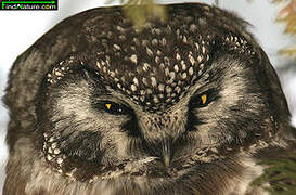 Boreal Owl