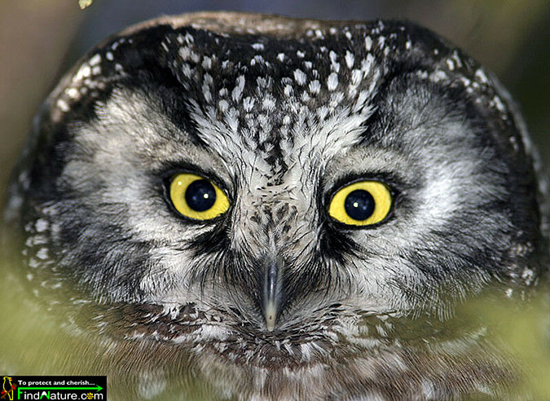 Boreal Owl