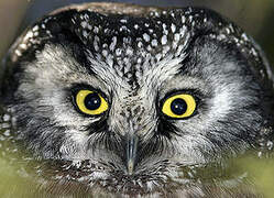 Boreal Owl