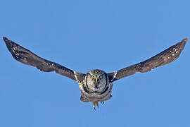 Northern Hawk-Owl