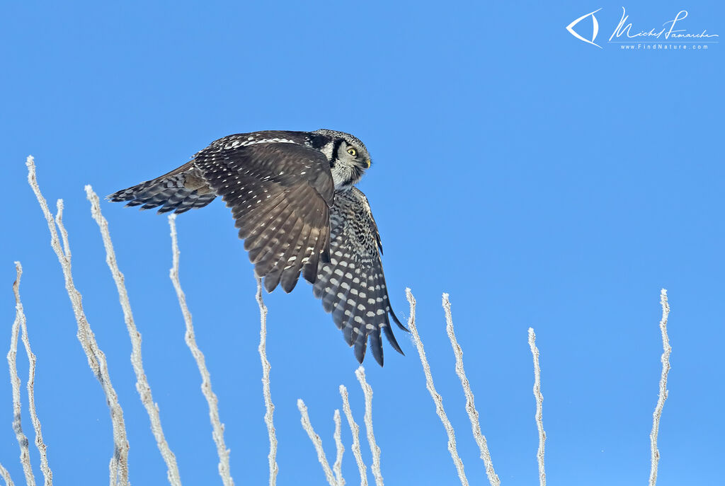 Northern Hawk-Owl, Flight