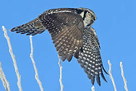 Northern Hawk-Owl