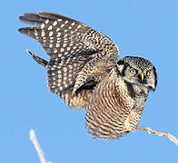 Northern Hawk-Owl