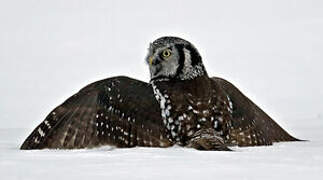 Northern Hawk-Owl