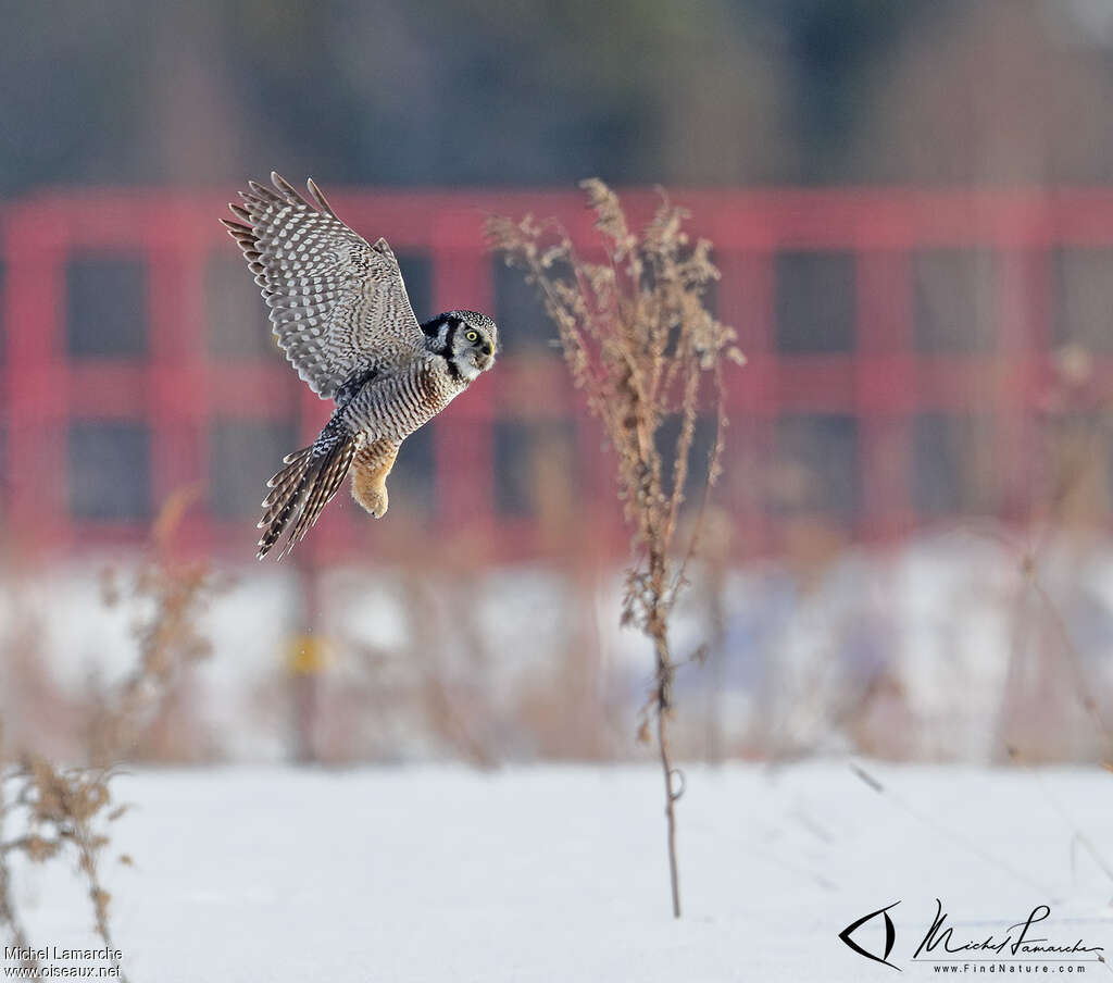 Northern Hawk-Owl, Flight