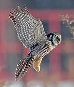 Northern Hawk-Owl