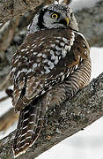 Northern Hawk-Owl