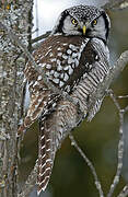 Northern Hawk-Owl