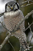 Northern Hawk-Owl