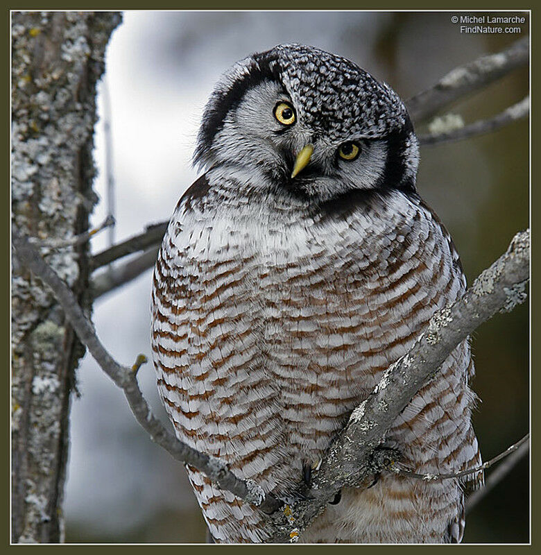 Northern Hawk-Owl