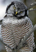 Northern Hawk-Owl