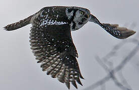 Northern Hawk-Owl