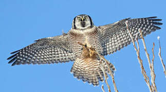 Northern Hawk-Owl