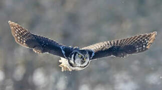 Northern Hawk-Owl