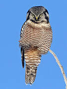 Northern Hawk-Owl