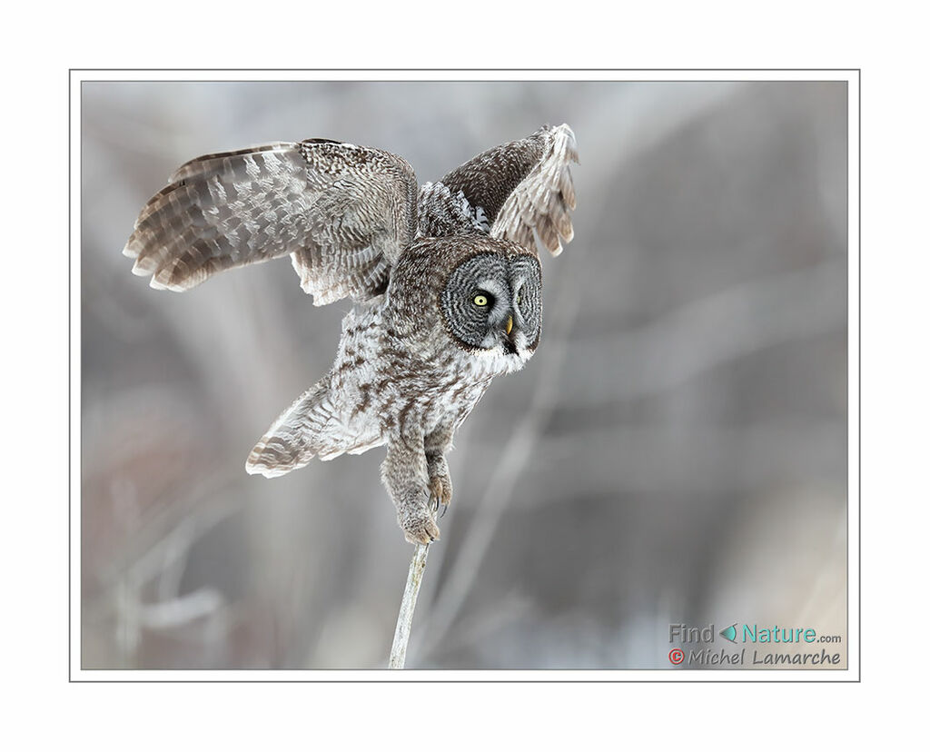 Great Grey Owl