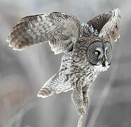 Great Grey Owl