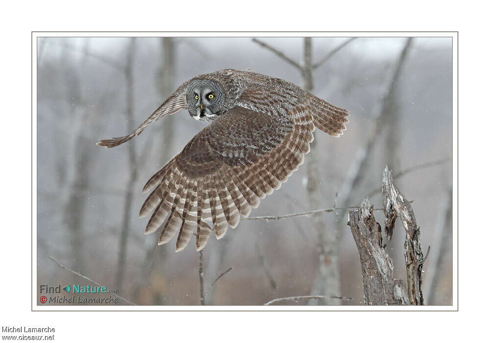 Great Grey Owl, Flight