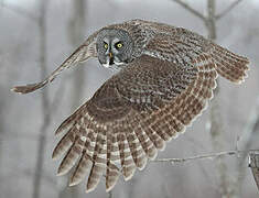 Great Grey Owl