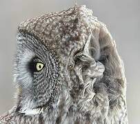 Great Grey Owl