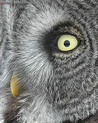 Great Grey Owl