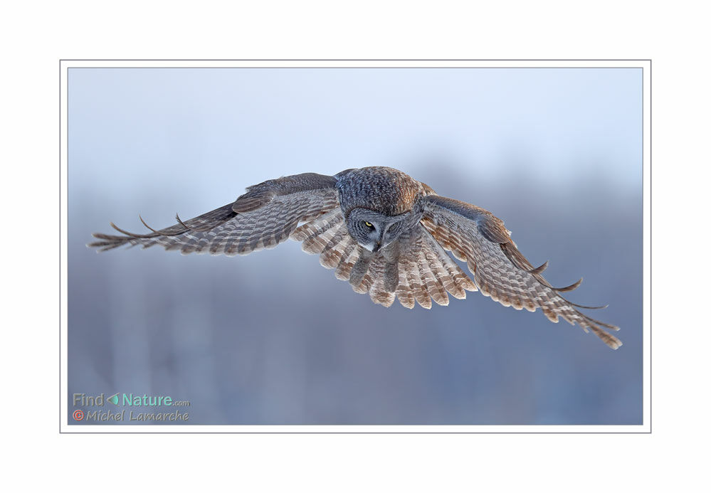 Great Grey Owl, Flight